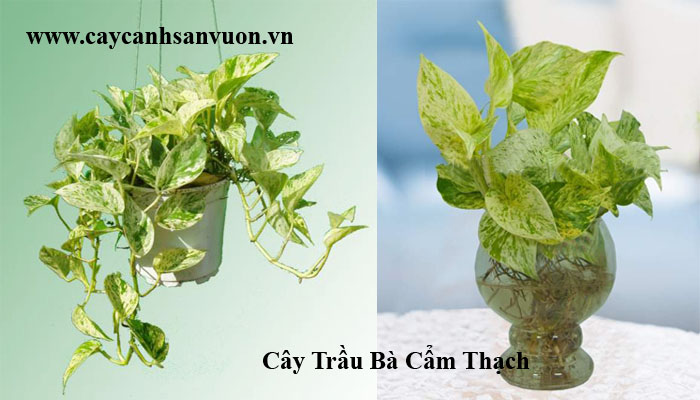 trầu bà sữa