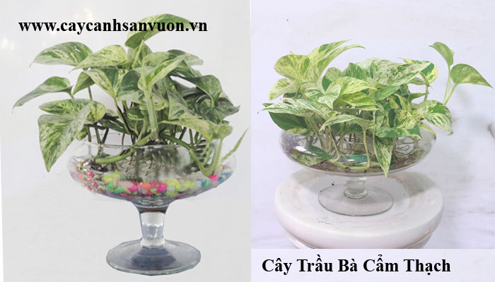 cây trầu bà