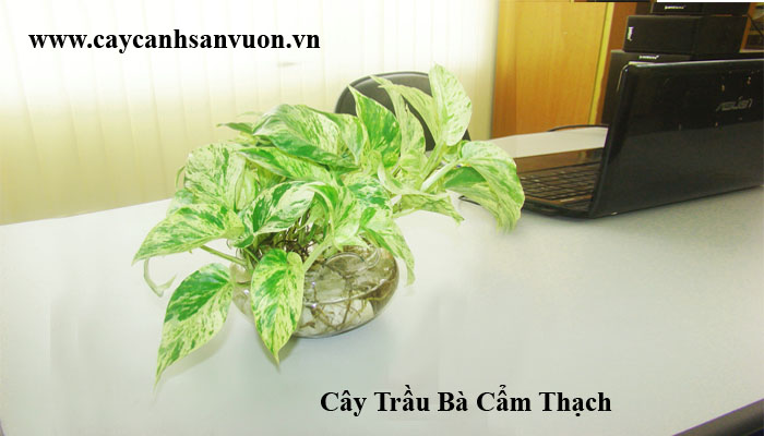 trầu bà sữa