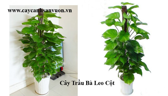 trầu bà leo cột