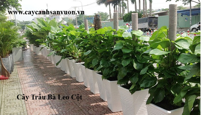 trầu bà leo cột