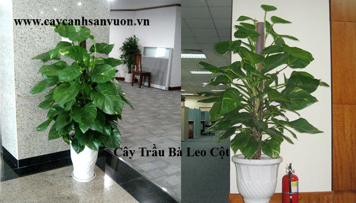 trầu bà leo cột