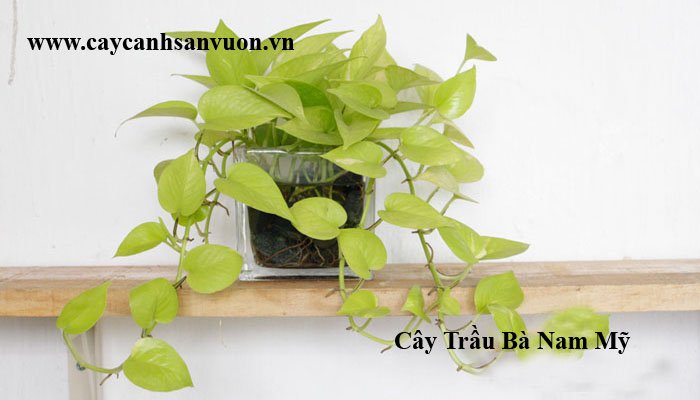 cây trầu bà nam mỹ