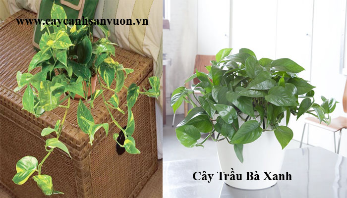 cây trầu bà xanh