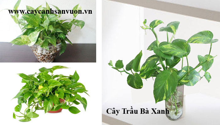 cây trầu bà