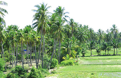 Cây dừa