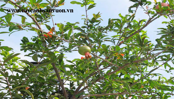 cây lựu