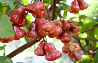 Cây mận