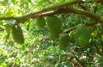 Cây mãng cầu