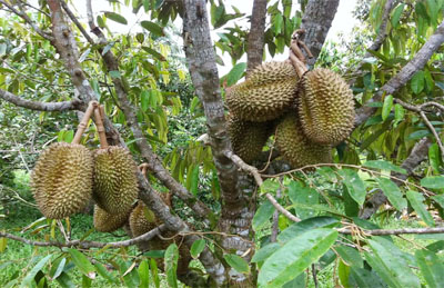 Cây sầu riêng