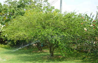 Cây sơ ri