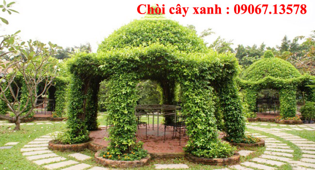 Chòi cây