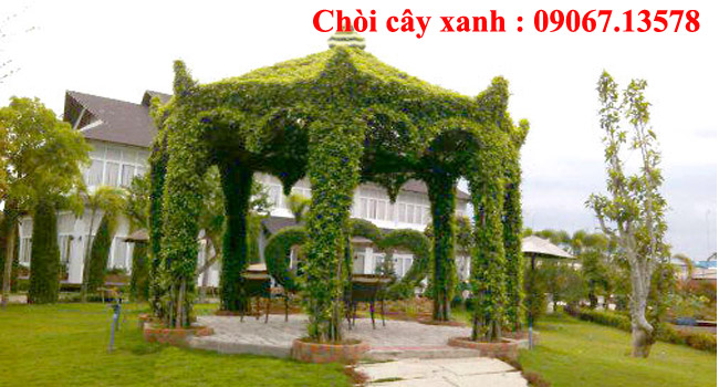 Chòi cây xanh 1