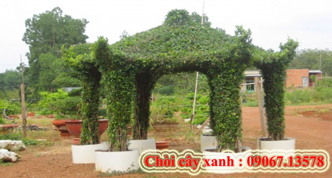 Chòi cây xanh