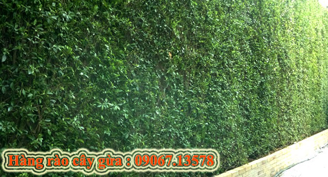 Hàng rào cây gừa 1