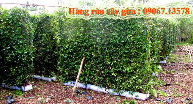 Hàng rào 