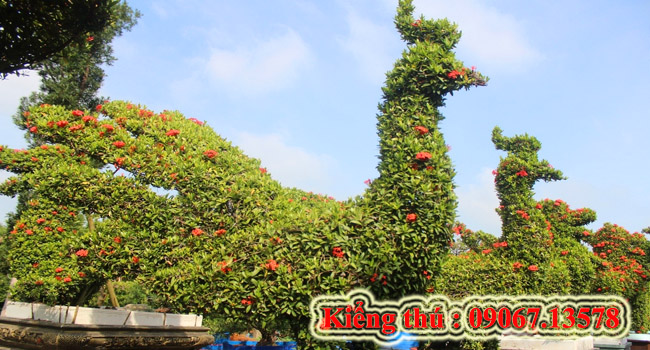 Kiểng thú 2