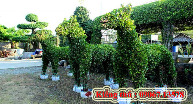 Kiểng thú 2