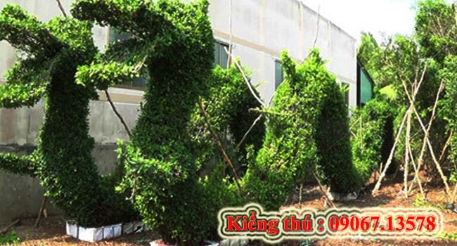 Kiểng thú 4