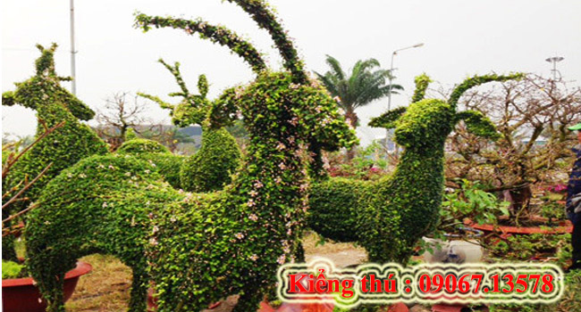 Kiểng thú 5