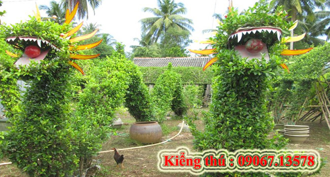 Kiểng thú 6