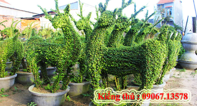 Kiểng thú 1