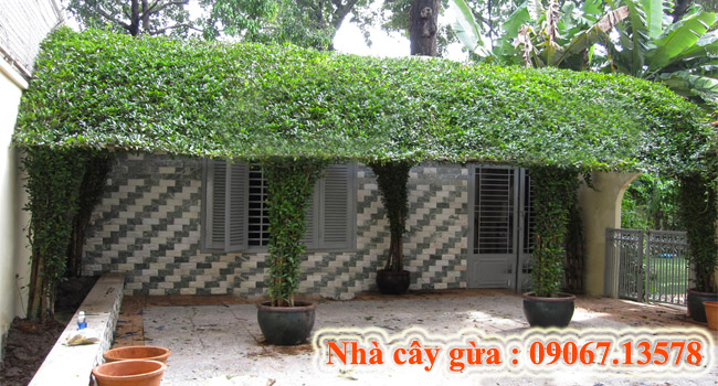 Nhà cây xanh
