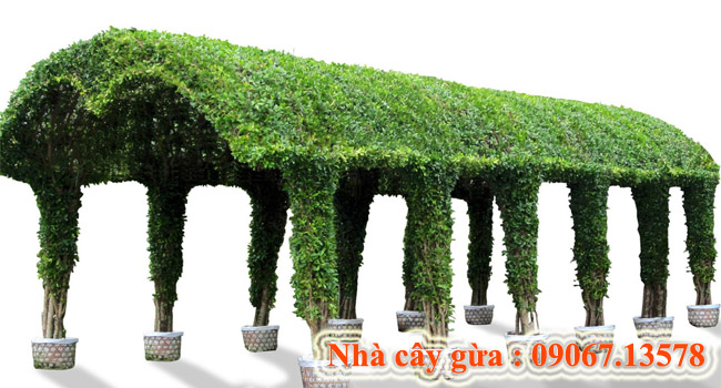 Nhà cây gừa