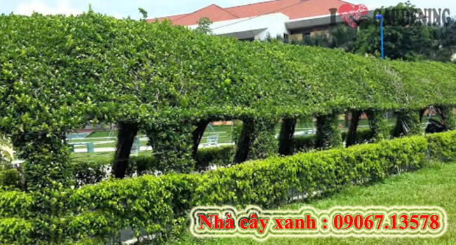nhà cây xanh 3