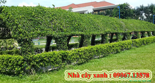 Nhà cây xanh 5