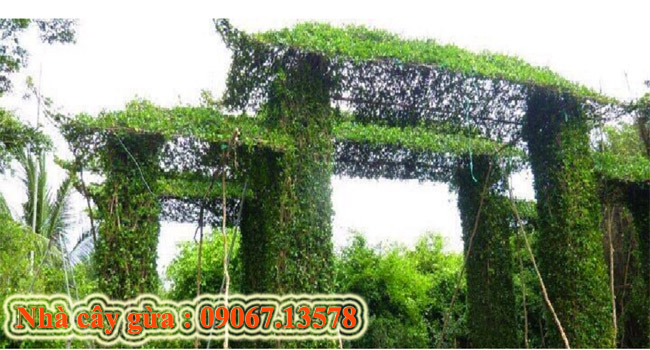 Nhà cây