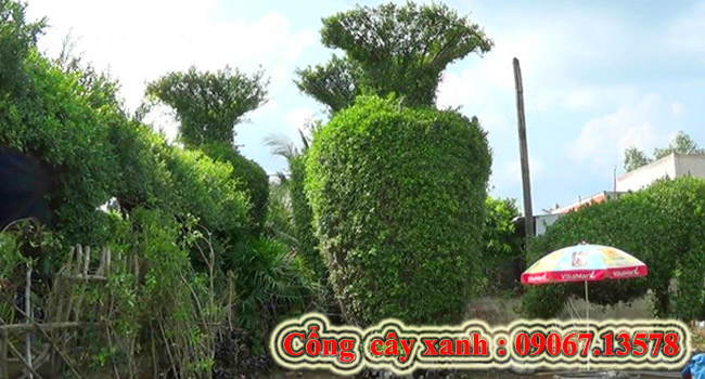 Tạo hình cây xanh 2