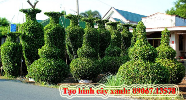 Tạo chòi cây xanh 3