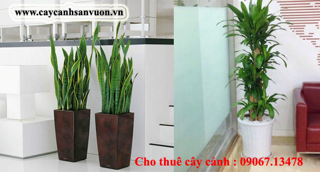 Cây cảnh văn phòng