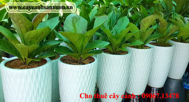 Cây nội thất