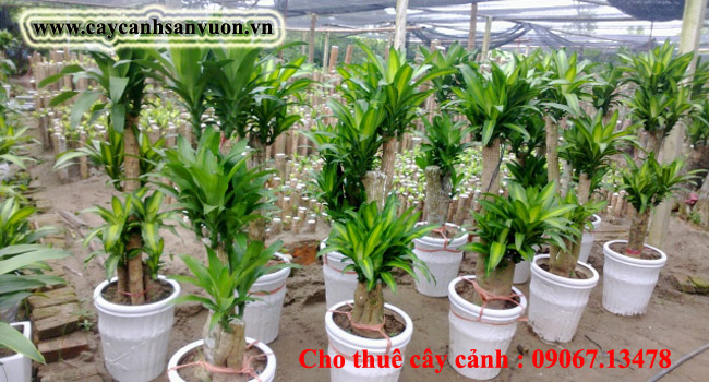 Phát tài gốc