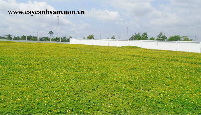 cỏ đậu