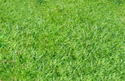 Cỏ gừng thường