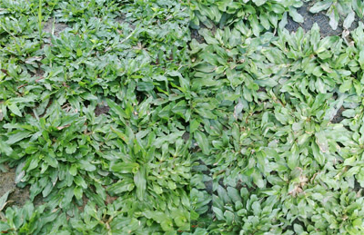 Cỏ gừng thái