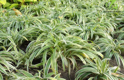 Cỏ lan chi