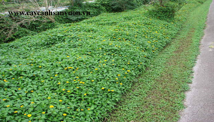 Cỏ xuyến chi