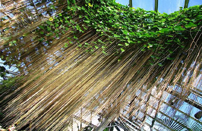 Cây liêm hồ đằng