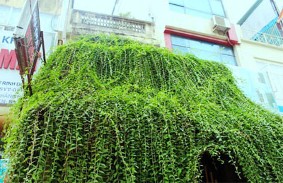Cúc tần ấn độ