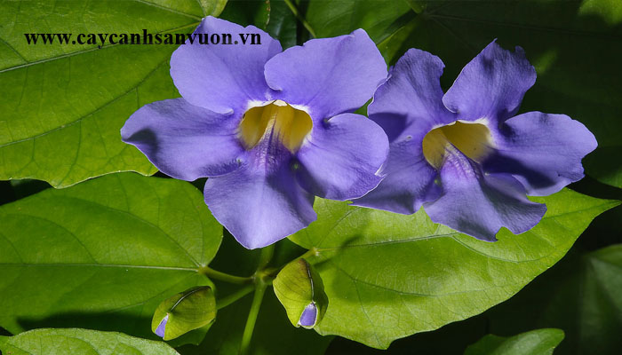 dây cát đằng
