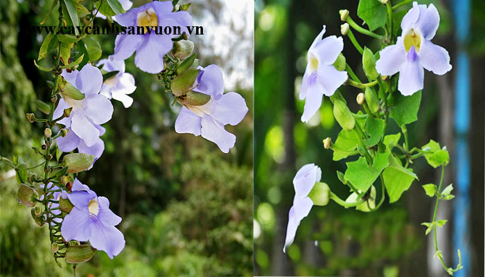dây cát đằng