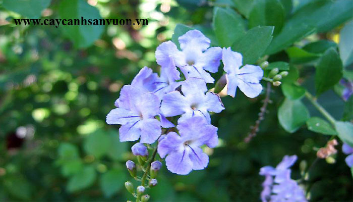 dây cát đằng