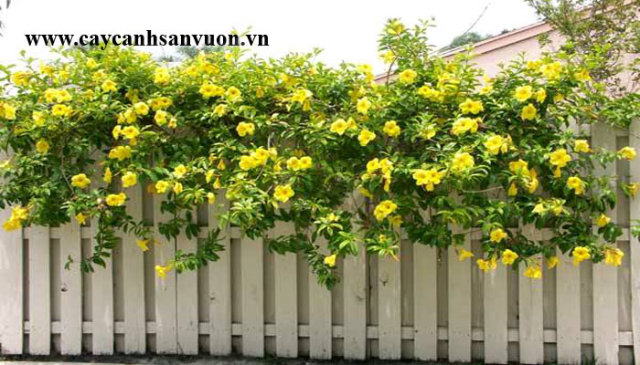 dây huỳnh anh