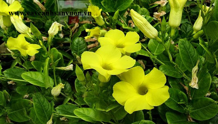 dây huỳnh đệ