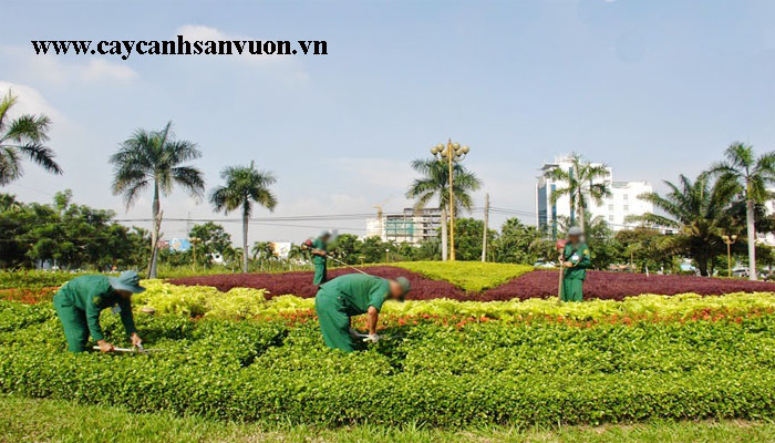 dịch vụ chăm sóc sân vườn