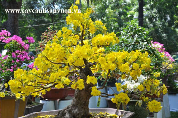 cây mai tết